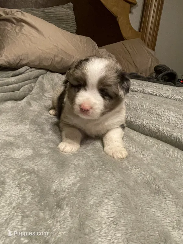 Ares – Miniature Australian Shepherd puppy for sale in Crestview, FL
