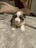 Ares, a male Miniature Australian Shepherd for sale in Crestview, FL – 1 of 6