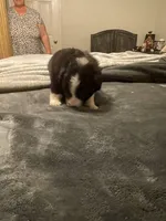 Apollo, a male Miniature Australian Shepherd for sale in Crestview, FL – 6 of 7