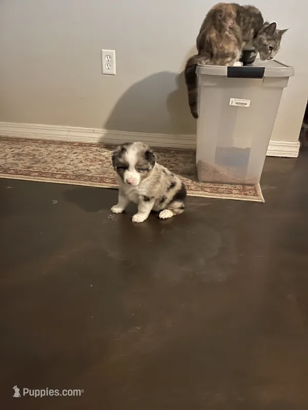 Ares – Miniature Australian Shepherd puppy for sale in Crestview, FL