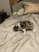 Artemis, a male Miniature Australian Shepherd for sale in Crestview, FL – 2 of 6