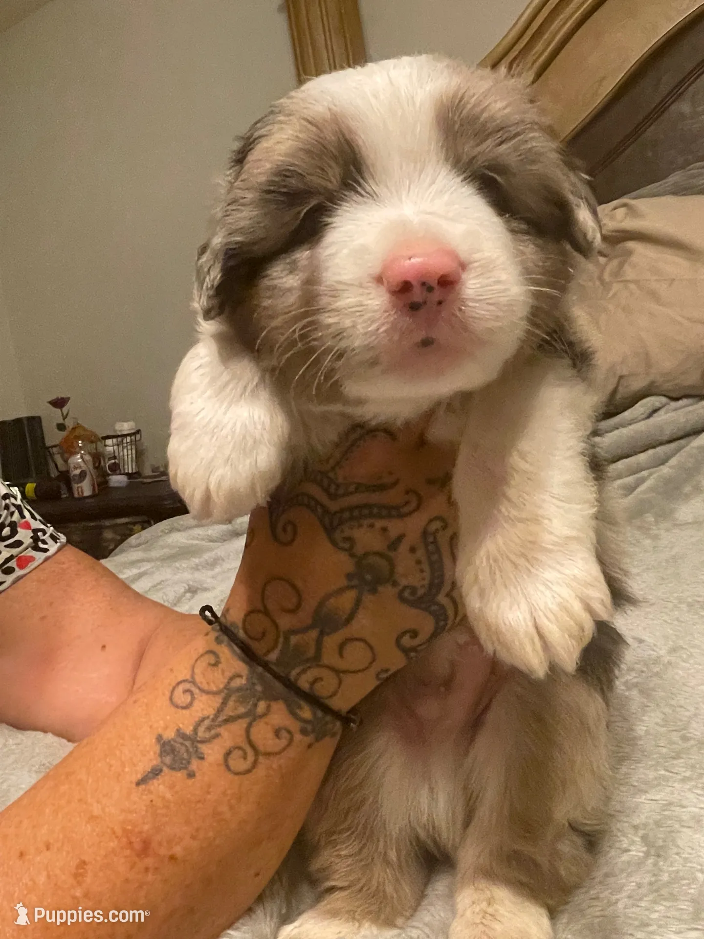 Ares, a male Miniature Australian Shepherd for sale in Crestview, FL – 2 of 6