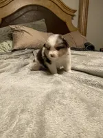 Hermes, a male Miniature Australian Shepherd for sale in Crestview, FL – 5 of 6