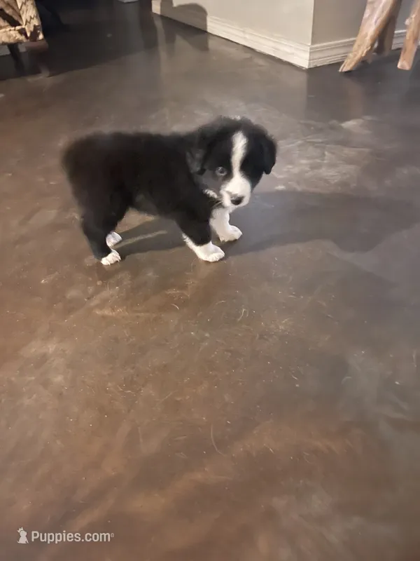 Apollo – Miniature Australian Shepherd puppy for sale in Crestview, FL
