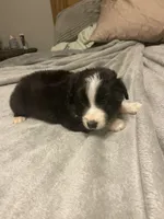 Zues, a male Miniature Australian Shepherd for sale in Crestview, FL – 1 of 7