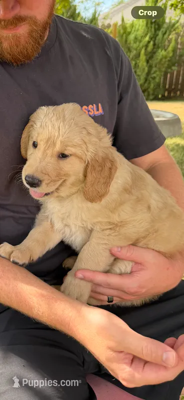 Sadie Jane – Golden Retriever puppy for sale in Temple, TX