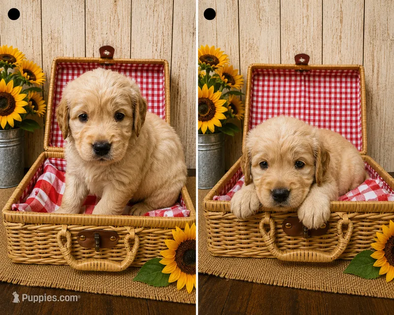 Buddy Boy – Golden Retriever puppy for sale in Temple, TX