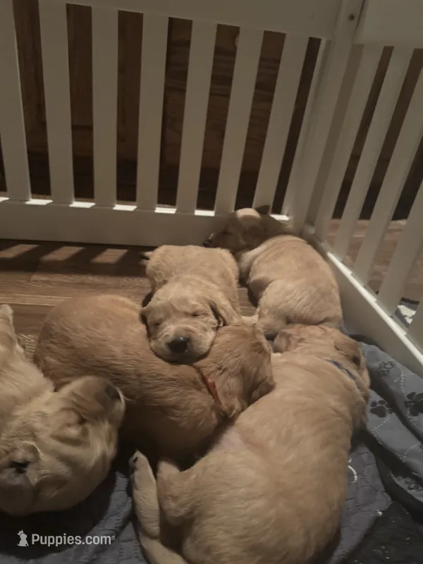 Kona Bear – Golden Retriever puppy for sale in Temple, TX