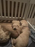Kona Bear, a male Golden Retriever for sale in Temple, TX – 1 of 2