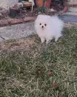 Mia, a female Pomeranian for sale in Waterbury, CT – Photo 2 of 3