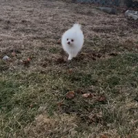 Rex, a male Pomeranian for sale in Waterbury, CT – Photo 4 of 4