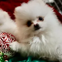 Rex, a male Pomeranian for sale in Waterbury, CT – Photo 1 of 4