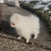 Rex, a male Pomeranian for sale in Waterbury, CT – Photo 2 of 4