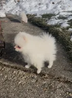 Rex, a male Pomeranian for sale in Waterbury, CT – Photo 2 of 4