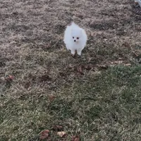 Rex, a male Pomeranian for sale in Waterbury, CT – Photo 3 of 4