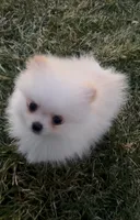 Max, a male Pomeranian for sale in Waterbury, CT – Photo 2 of 4