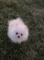 Max, a male Pomeranian for sale in Waterbury, CT – Photo 3 of 4