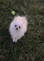 Max, a male Pomeranian for sale in Waterbury, CT – Photo 1 of 4