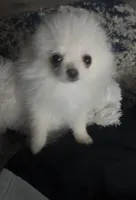 Max, a male Pomeranian for sale in Waterbury, CT – Photo 1 of 3