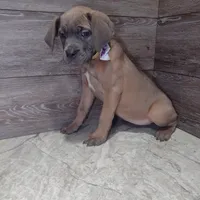 Aurora , a female Cane Corso for sale in Fort Wayne, IN – Photo 4 of 4