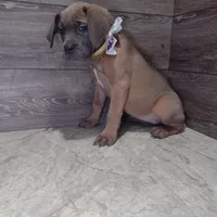 Aurora , a female Cane Corso for sale in Fort Wayne, IN – Photo 2 of 4