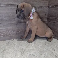 Aurora , a female Cane Corso for sale in Fort Wayne, IN – Photo 1 of 4