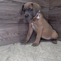 Aurora , a female Cane Corso for sale in Fort Wayne, IN – Photo 3 of 4