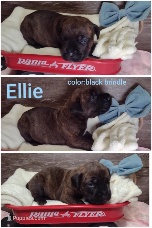 Ellie  – Cane Corso puppy for sale in Fort Wayne, IN