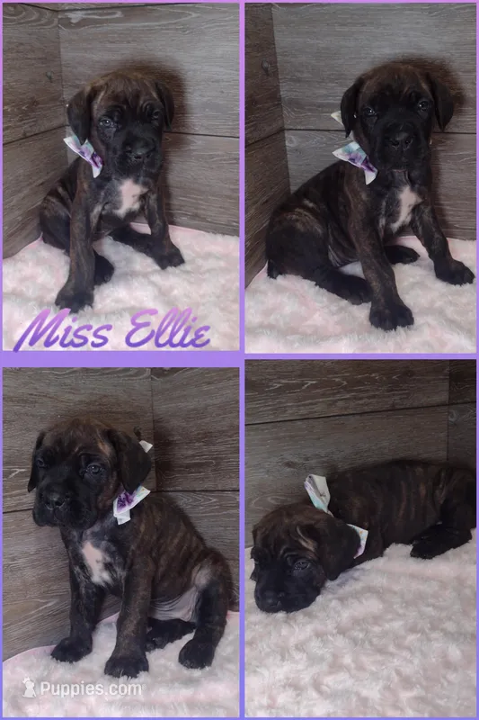 Ellie  – Cane Corso puppy for sale in Fort Wayne, IN