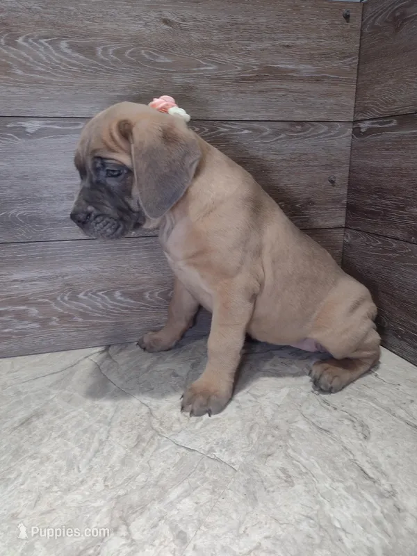Athena  – Cane Corso puppy for sale in Fort Wayne, IN