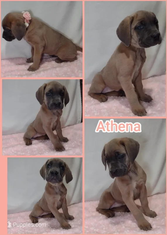 Athena 
