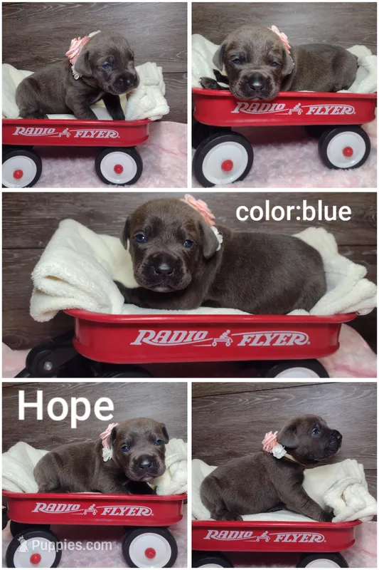Hope  – Cane Corso puppy for sale in Fort Wayne, IN