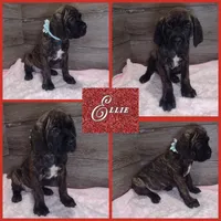 Ellie , a female Cane Corso for sale in Fort Wayne, IN – 1 of 1