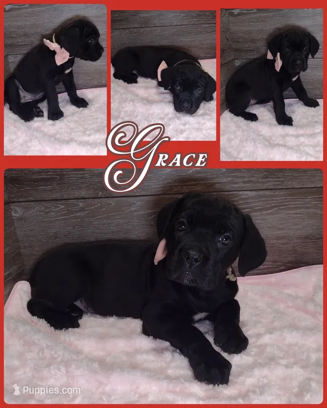 Grace – Cane Corso puppy for sale in Fort Wayne, IN
