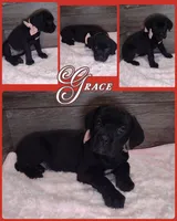 Grace, a female Cane Corso for sale in Fort Wayne, IN – 1 of 1