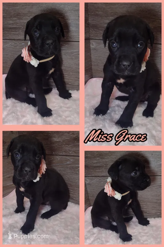 Grace – Cane Corso puppy for sale in Fort Wayne, IN