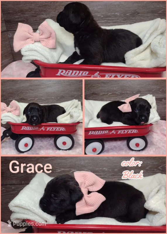 Grace – Cane Corso puppy for sale in Fort Wayne, IN