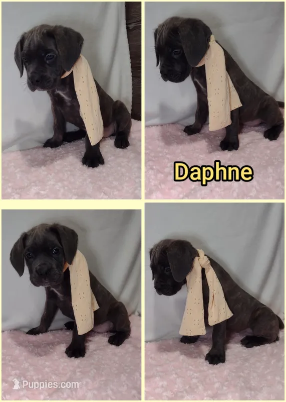 Daphne