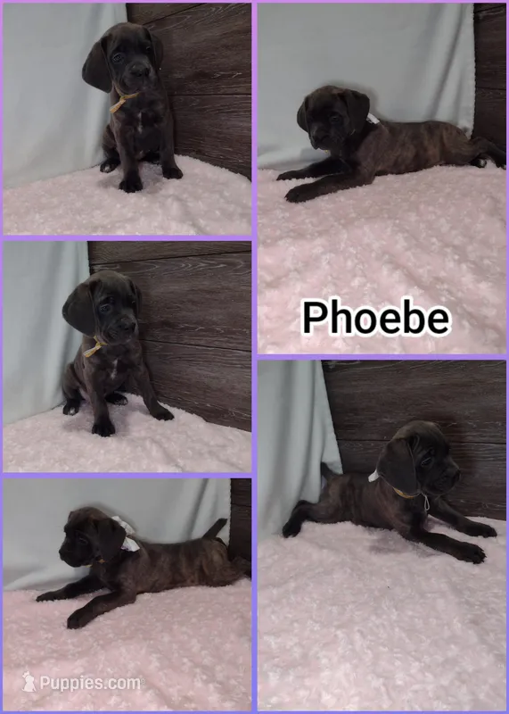Phoebe 