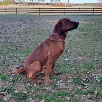 pup 2, a female Labrador Retriever for sale in Laurinburg, NC – 3 of 4