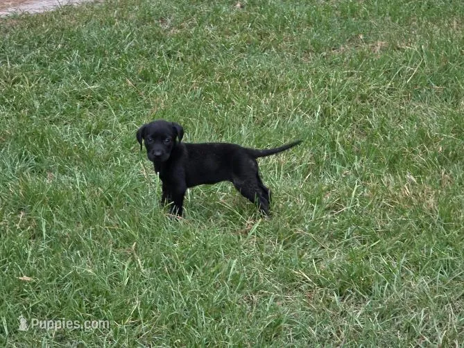 Pup 1 – Labrador Retriever puppy for sale in Laurinburg, NC