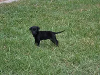 Pup 1, a female Labrador Retriever for sale in Laurinburg, NC – 1 of 3