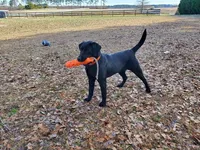 pup 2, a female Labrador Retriever for sale in Laurinburg, NC – 4 of 4