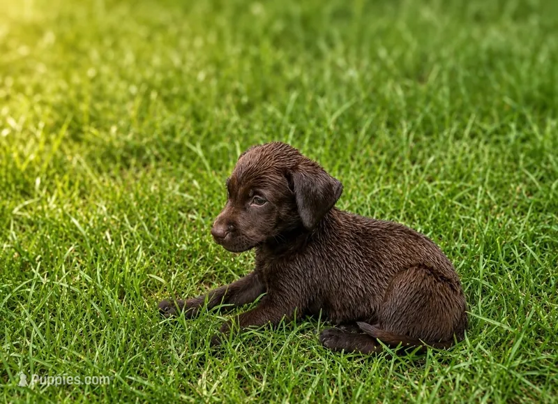 pup 3 – Labrador Retriever puppy for sale in Laurinburg, NC