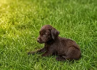 pup 3, a female Labrador Retriever for sale in Laurinburg, NC – 1 of 3
