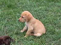 pup 2, a female Labrador Retriever for sale in Laurinburg, NC – 2 of 4