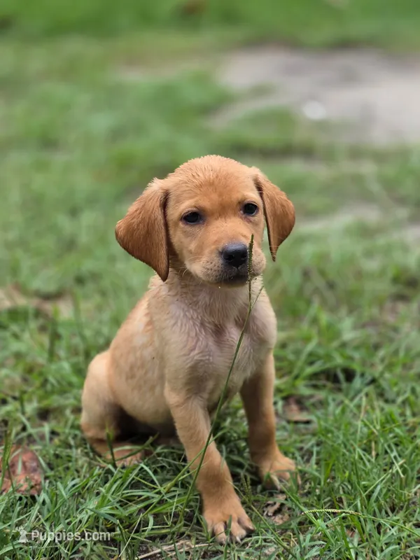 pup 2 – Labrador Retriever puppy for sale in Laurinburg, NC