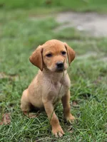 pup 2, a female Labrador Retriever for sale in Laurinburg, NC – 1 of 4