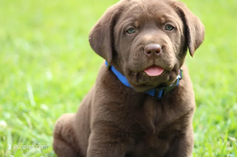 Male Blue Collar – Labrador Retriever puppy for sale in Roodhouse, IL