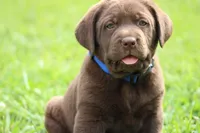 Male Blue Collar, a male Labrador Retriever for sale in Roodhouse, IL – 1 of 6